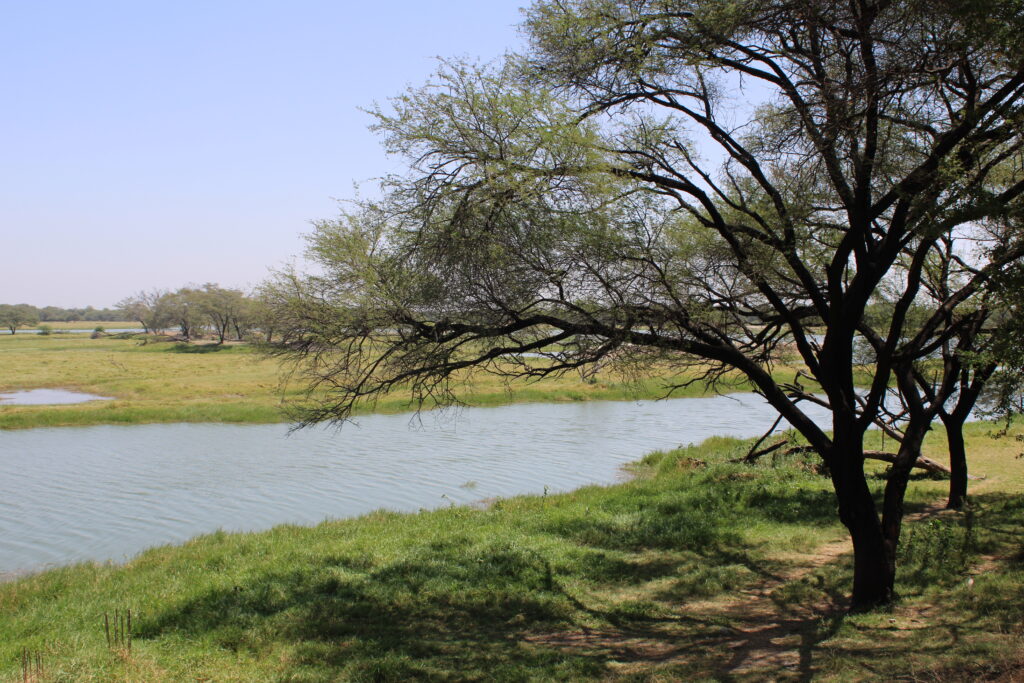 Nature Photographs