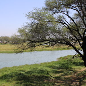 Nature Photographs